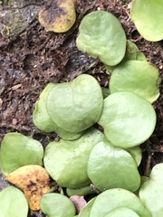 Lemmaphyllum microphyllum