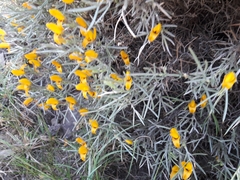 Anarthrophyllum elegans