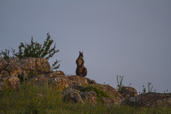 Osphranter robustus robustus