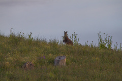 Osphranter robustus robustus
