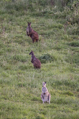 Osphranter robustus robustus