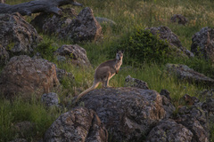 Osphranter robustus robustus