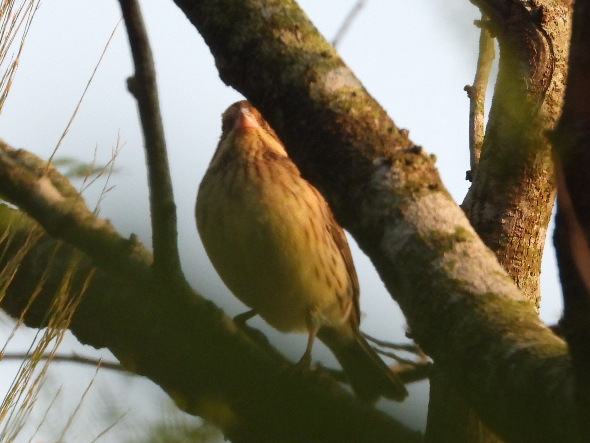 Chestnut Bunting