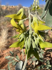 Crotalaria cunninghamii