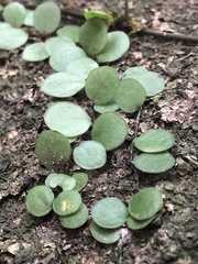 Lemmaphyllum microphyllum