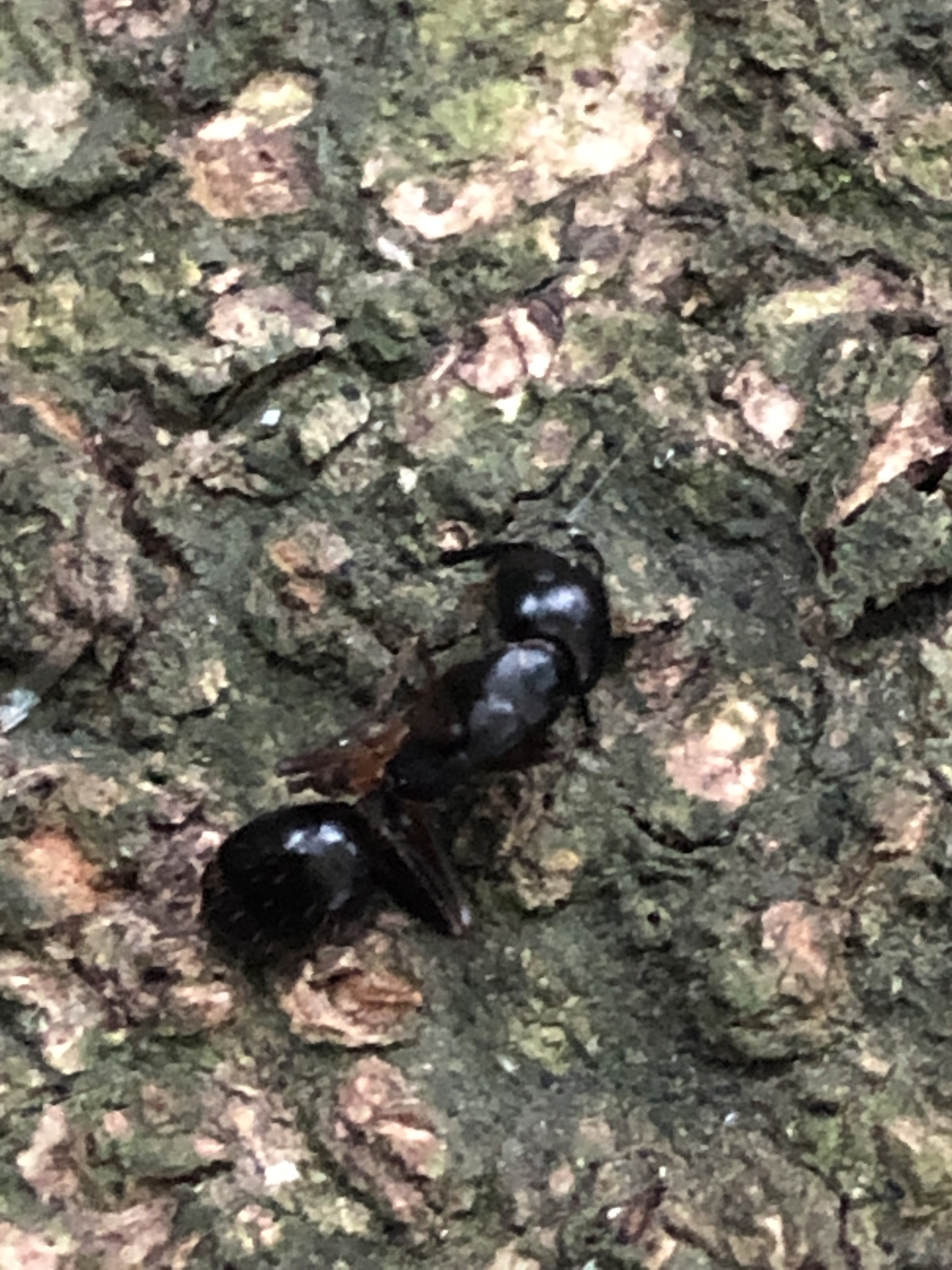 Camponotus kiusiuensis