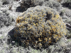 Anarthrophyllum elegans