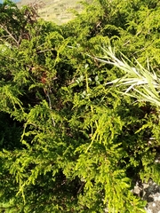 Juniperus brevifolia