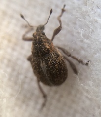 Rhinoncus inconspectus