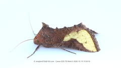 Thysanoplusia intermixta