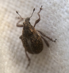 Rhinoncus inconspectus