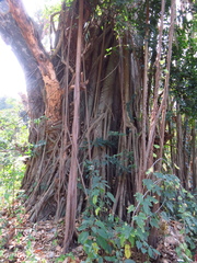 Ficus