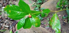 Rauvolfioideae