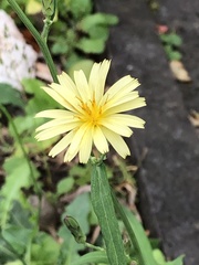 Lactuca indica