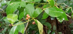 Rauvolfioideae