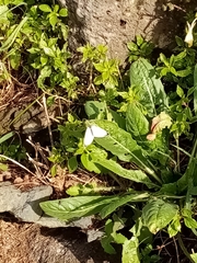 Pieris brassicae azorensis