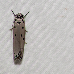 Ethmia heptasema