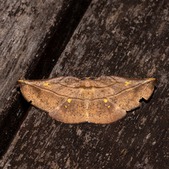 Xenomusa metallica