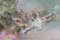 Phyllodesmium longicirrum