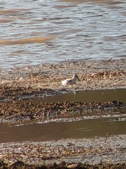 Phalaropus fulicarius