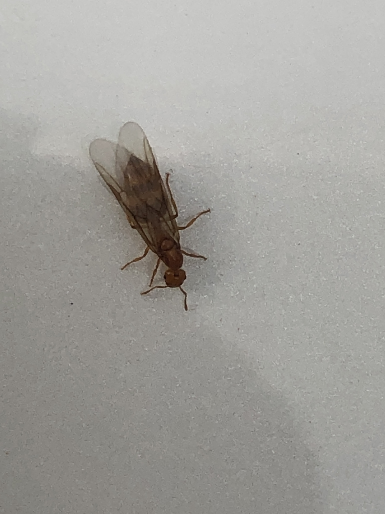 Crematogaster osakensis