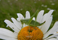 Poecilimon intermedius