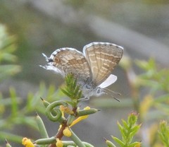 Theclinesthes miskini