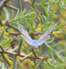 Theclinesthes miskini