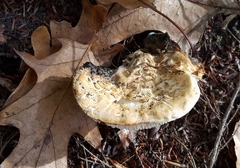 Hydnum subolympicum