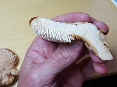 Hydnum subolympicum
