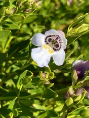 Prostanthera striatiflora