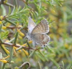 Theclinesthes miskini