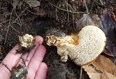 Hydnum subolympicum