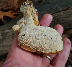Hydnum subolympicum