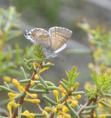 Theclinesthes miskini