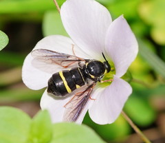 Leucopsina burnsi