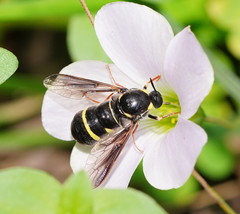 Leucopsina burnsi