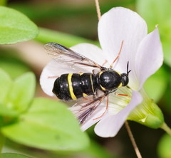 Leucopsina burnsi