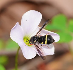 Leucopsina burnsi