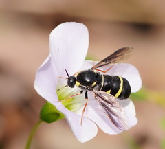 Leucopsina burnsi
