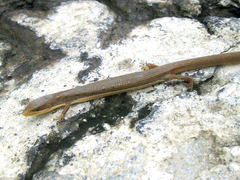 Gerrhonotus liocephalus