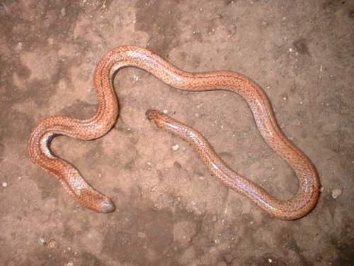 Photo of a Island Pipe Snake (Cylindrophis opisthorhodus)