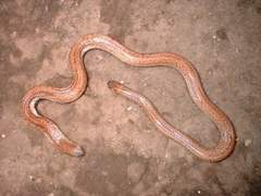 Cylindrophis opisthorhodus