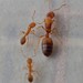 小黃家蟻 - Photo (c) igorkonstr，保留部份權利CC BY-NC