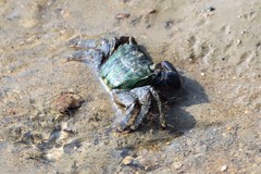 Metopograpsus quadridentatus