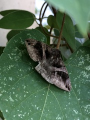 Bastilla arcuata