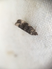 Endothenia