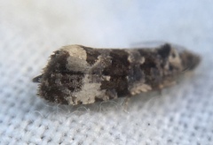 Endothenia