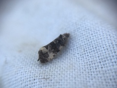 Endothenia
