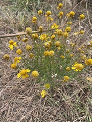 Helenium amarum amarum